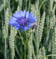 Blau blühende Kornblume im Getreide