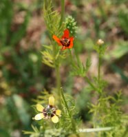 Rote Blüte des Sommer-Adonisröschen