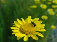 Biene auf einer gelben Blume