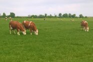 zwei grasende Kühe auf der Weide