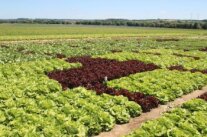 Auf einem Versuchsfeld mit bunten Salatpflanzen gepflanzt unter blauen Himmel