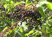 Die violett-schwaren Beeren des schwarzen Holunders an einem Zweig.