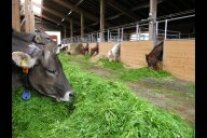  Eine Kuh im Stall frisst frisches Grünfutter.