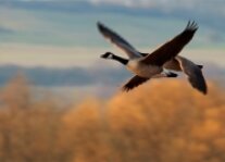 Kanadagans im Flug