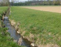 Gewässerrandstreifen am Bach