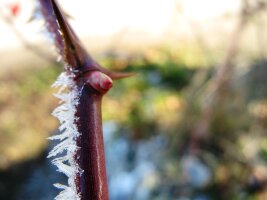 Zweig im Winter mit Knospen