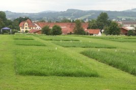 Grünlandversuchsparzellen auf dem Spitalhof in Kempten