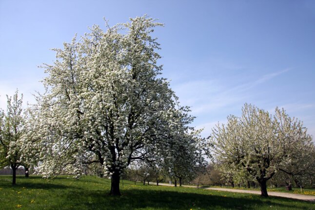 Blühende Birnbäume