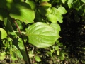 Blätter an einem Strauch