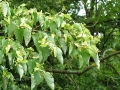 Zweig mit Nüsschen und Blättern