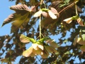 Zweig mit Früchten und Blättern
