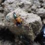 ockerfarbener Käfer mit grünem Kopf