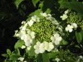Trugdolden mit weißen Blüten