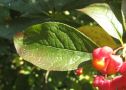 Eiförmiges Blatt mit roten Früchten