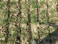 Scheibeninjektion von Gülle bei Weizen, 170 kg N/ha, 10 cm tief