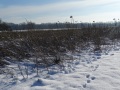 Verblühte Fläche im Schnee mit Tierspuren.