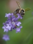 Wildbiene auf lila Blume