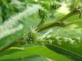 Zweig mit kleinen grünen Blüten