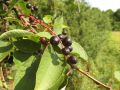 Kugelige, etwa erbsengroße, glänzende schwarzrote Früchte