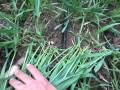 Scheibeninjektion von Gülle bei Weizen, 170 kg N/ha, 6 cm tief