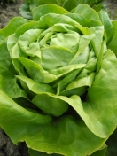 Salatkopf auf dem Feld