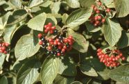 Früchte des Wolligen Schneeballs als rote und schwarze Beeren im September