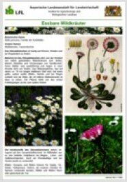 Poster mit Bildern und Texten zum Gänseblümchen (Bellis perennis) aus der Reihe Essbare Wildkräuter