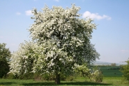 Blühender Birnbaum