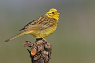 Gelber Vogel