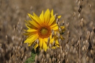 einzelne Sonnenblume im Feld in Nahaufnahme