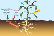 Graphik Pflanze mit Wurzeln, Pflanze nimmt Kohlenstoff auf, gibt Sauerstoff ab. Einfluss auf die Humnusbildung.