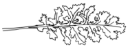 Zeichnung der Stängelblätter Jakobskreuzkraut