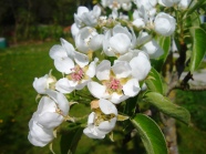 Zweig mit weißen Blüten