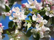 Wildbiene auf einer Apfelblüte