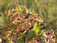 Zweig mit schwarzbraunen Früchten
