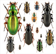 Zeichnung mehrerer Käfer