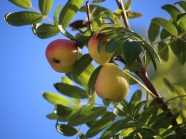 Apfel- oder birnenförmige Früchte