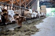 Horntragende Milchkühe im Stall