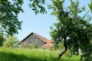 Auf dem Foto sind alte Obstbäume, sowie eine landwirtschaftliche Halle aus Holz zu sehen