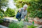 Eine Seniorin gießt ein Hochbeet mit Kräutern mit einer Gießkanne