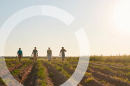 Vier Erwachsene gehen auf einem landwirtschafltlichen Feld in den Sonnenuntergang. 