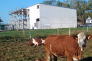 Kühe auf der Weide mit Rohbau im Hintergrund