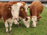 Rinder auf der Weide beim Fressen