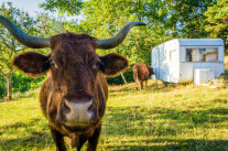 Rind im Grünen blickt in Kamera im Hintergrund ein Wohnanwagen