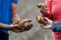 Kartoffeln in Verbraucher-Händen