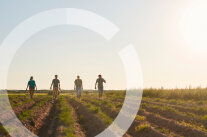 Vier Erwachsene gehen auf einem landwirtschafltlichen Feld in den Sonnenuntergang. 