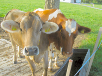 zwei Kalbinnen auf der Weide an der Tränke