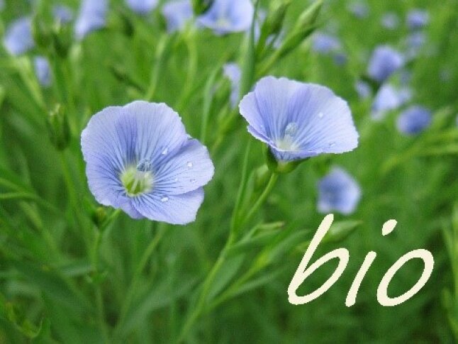 Blau blühende Blume mit dem Schriftzug Bio im Bild.