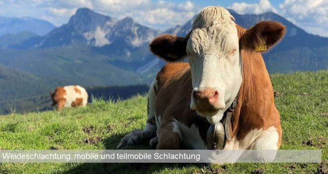 Fleckvieh auf der Weide vor gebirgigem Hintergrund mit Text: Weideschlachtung, mobile und teilmobile Schlachtung