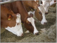 Fleckvieh-Kühe beim Fressen im Stall